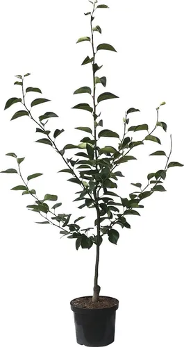 Nashi Chojuro Buschbaum in braun von Grüner Garten Shop