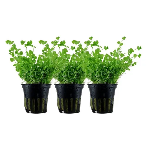 Aquaone Wasserpflanze Aquarium Pflanze 3 Stück Micranthemum umbrosum Nr.348