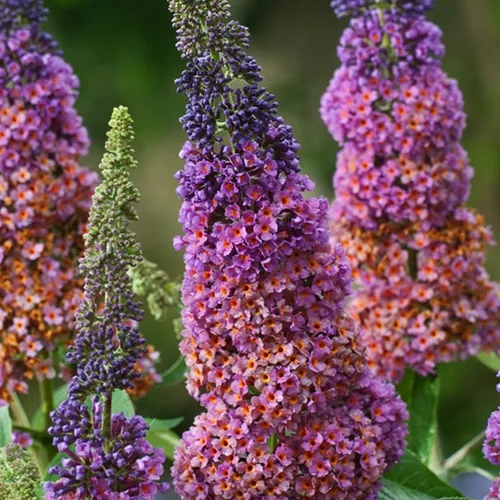 Buddleja Schmetterlingsstrauch Sommerflieder Flower Power 1 St.