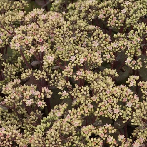 Blumixx Stauden Sedum Maximum-Hybride 'Matrona' – Rosa blühende Fetthenne, winterhart & bienenfreundlich, im 0,5L Topf, pflegeleicht für Beet & Kübel