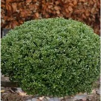 Produktbild Kugelschnitt Japanische Stechpalme Buxbol 25-30cm