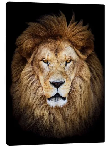 Posterlounge Poster Editors Choice, Königsportrait, Fotografie