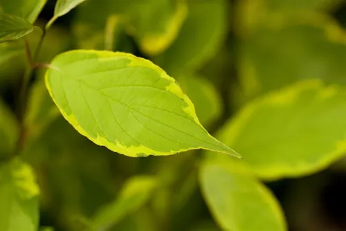 Cornus alba 'Spaethii' - Weißer Hartriegel - Ziergehölz mit goldgelb gerandeten Blättern und farbintensiven Trieben, ideal für Solitärpflanzungen oder als Heckenpflanze. Attraktive Blüten und Herbstfärbung sorgen für ganzjährigen Blickfang.