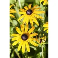 Rudbeckia Fulgida Goldsturm Sonnenhut 2 Liter Container