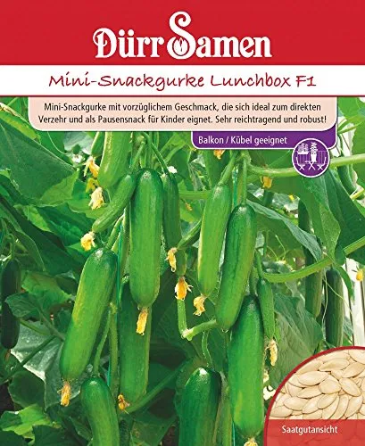 Dürr Mini-Snackgurke Lunchbox F1 Balkon /Kübelgeeignet Samen Salat Gurken 4263
