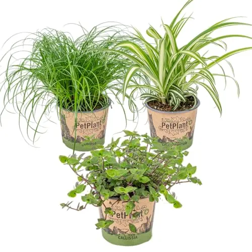 3x Haustierfreundliche Mischung - Cyperus - Chlorophytum - Callisia - Zimmerpflanze – ⌀12 cm - 15-25 cm