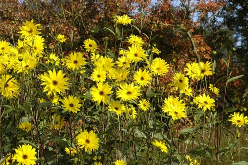 Pflanzen für Dich Staude Helianthus atrorubens, 1 St., Roter Sonnenhut, Purpur-Sonnenhut