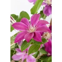 Clematis Hybrid Comtesse De Bouchaud Rosa Blüten 60–100 cm