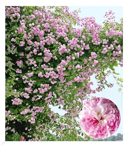 BALDUR Garten Rambler-Rosen 'Paul's Himalayan Musk Rambler' - Kletterrose im 3-Liter Containertopf, winterhart und mehrjährig, ideal für sonnige bis halbschattige Standorte mit geringer Pflege.