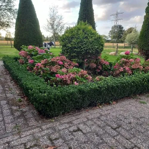 Euonymus japonicus 'Green Spire' – Immergrüner Heckenstrauch – 24 Pflanzen – 10–25cm – Ø9cm – Kompakter Buchsbaum-Ersatz – Pflegeleicht & schnittverträglich – Für Hecken & Beete