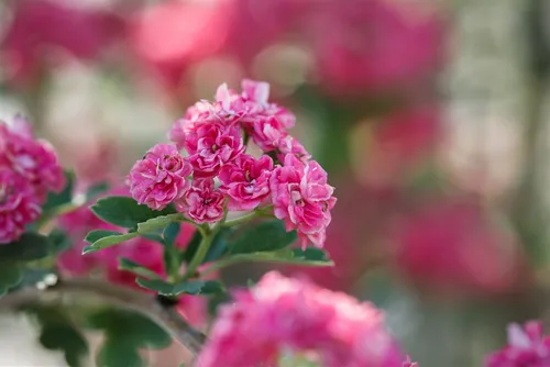 Crataegus laevigata 'Paul's Scarlet' - Rotdorn Zierstrauch - Ziergehölz mit beeindruckenden rosaroten Blüten von Mai bis Juni, ideal für Gartenakzente und robust gegenüber Wind und Hitze.