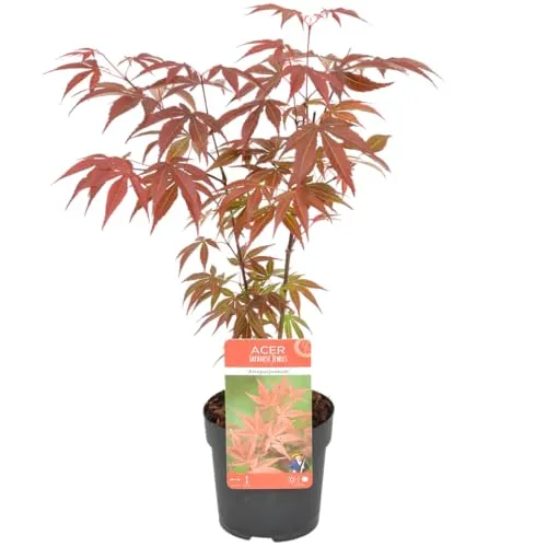 Bloomique - Acer Palmatum Atropurpureum - Japanischer Ahorn - Buntes Laub - Gartenpflanzen - Winterhart - 20-30 cm Hoch - Topf 10,5 cm