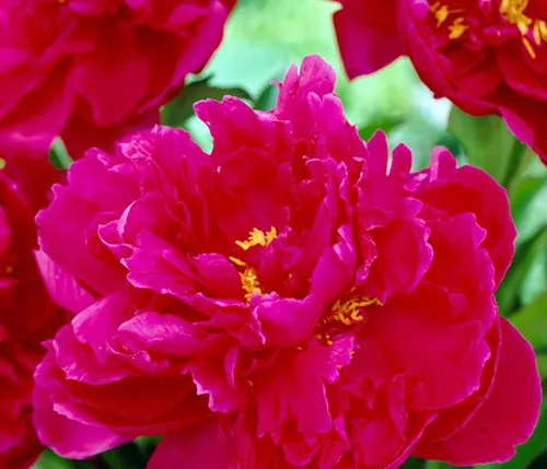 Dehner Edel-Pfingstrose, Paeonia lactiflora, mit gefüllten / duftenden dunkelroten Blüten, 20-30 cm exkl. Pflanztopf, 2 l Topf, winterharte Staude