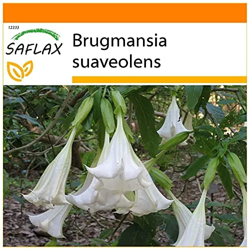 SAFLAX - Garden in the Bag - Engelstrompete/Weiß - 10 Samen - Mit Anzuchtsubstrat im praktischen, selbst aufstellenden Beutel - Brugmansia suaveolens