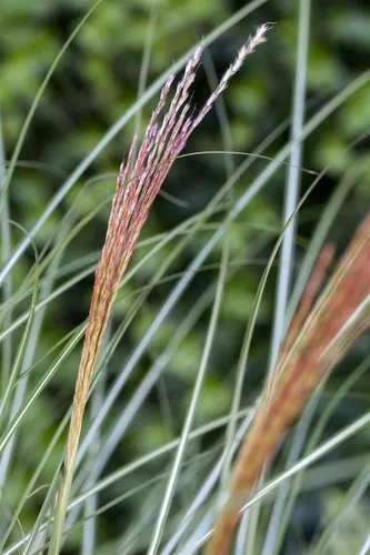 Pflanzen für Dich Gräser Miscanthus sin. Kleine Silberspinne, 1 St., Chinaschilf, Silbergras, silbrig, kompaktwachsend