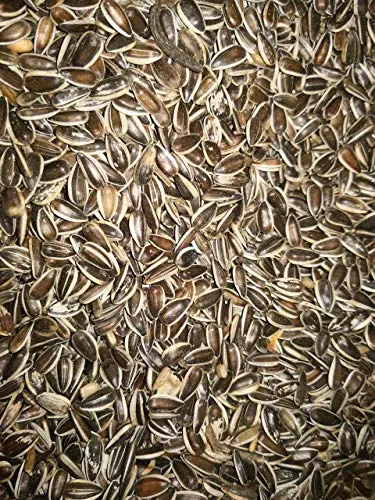 Eurital gestreifte Sonnenblumenkerne 2,5kg Vogelfutter Wildvogelfutter