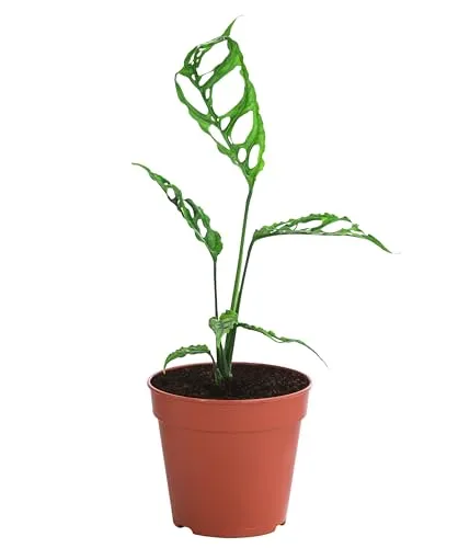 Dehner Fensterblatt Peru, Monstera obliqua, stark gefenstertes Blattwerk, 20 cm inkl. Pflanztopf, Ø Topf 12 cm, Zimmerpflanze