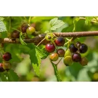 Ribes Nigrum Ben Sarek Schwarze Johannisbeere 40–60 Cm