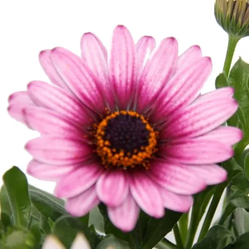 Kapkörbchen - Osteospermum ecklonis - 11cm Topf - Set mit 3 Pflanzen - Bunte Kapkörbchen für Ihren Garten! Diese robuste Pflanze blüht von März bis September und bringt Farbe in Balkon oder Beet. Ideal für sonnige Standorte und Pflege leicht gemacht.