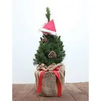 Picea Glauca Conica