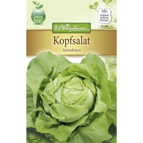 Chrestensen Kopfsalat 'Attraktion'