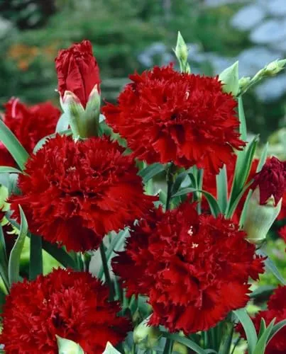 Dianthus gratianopolitanus 'Rubin' - Rubinrote Pfingstnelke im 9x9 cm Topf - Die kompakte Pfingstnelke 'Rubin' begeistert mit samtigen, duftenden Blüten und bleibt niedrig. Ideal für Steingärten, als Bodendecker oder Kübelpflanze. Pflegeleicht und robust, bringt sie Farbakzente in jeden Garten.