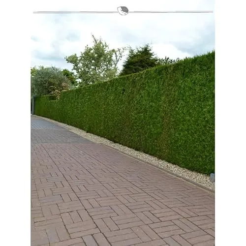 Lebensbaum Brabant 160-180 cm. 5 Heckenpflanzen. Immergrüner Sichtschutz Zaun