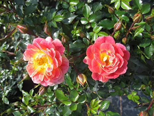 Rosa Bienenweide Fruity ® von Baumschule