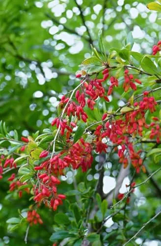 Berberis vulgaris 60-80 cm - Gewöhnliche Berberitze - Samen & Pflanzen von Hecken & Sträuchern, mit leuchtend roten Beeren und gelben Blüten, ideal für pflegeleichte Hecken und dekorativen Sichtschutz, winterhart bis -20 °C.