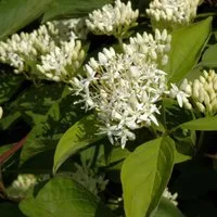 Produktbild Orangerindiger Hartriegel Midwinter Fire 100-125cm - Cornus sanguinea