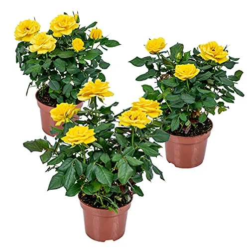 Bloomique - 3er-Set - Topfrosen Gelb - Für drinnen und draußen geeignet - Zimmerpflanzen - Gartenpflanzen - Terrassenpflanzen - Winterhart - 20-30 cm Hoch - Topf 12 cm