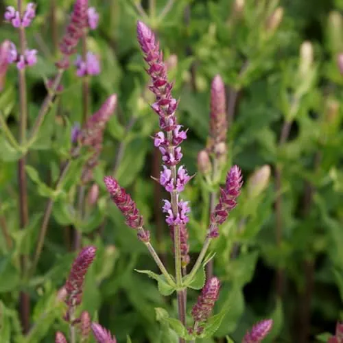 Blumixx Stauden Salvia nemorosa 'Amethyst' – Purpurvioletter Steppen-Salbei, winterhart, bienenfreundlich, mehrjährig, im 0,5 L Topf, ideal für Beet & Kübel
