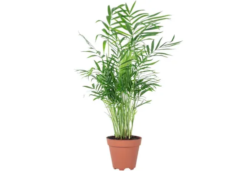 Flowerbox Zimmerpflanze Bergpalme - Chamaedorea elegans, pflegeleicht - Höhe ca. 35 cm, Topf-Ø 12 cm