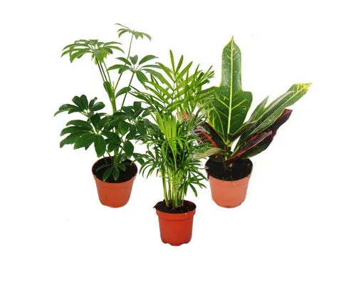 Exotenherz Zimmerpflanze Zimmerpflanzen Set mit 3 Pflanzen - Typ 1- 9cm