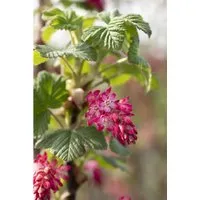 Ribes Sanguineum Pulborough Scarlet - Blutjohannisbeere Rot 80–100 cm - Die Blutjohannisbeere ‘Pulborough Scarlet’ begeistert mit leuchtenden Blüten und einem aufrecht-buschigen Wuchs. Ideal für Gruppenpflanzungen oder als Solitär, bringt sie Farbe in jeden Garten.