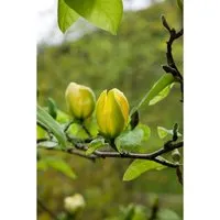 Magnolia 'Green Bee' - Edles Ziergehölz mit Frühjahrsblüte - Ziergehölze mit großen, tulpenförmigen Blüten in elfenbeinweiß bis zart grünlich, ideal für sonnige bis halbschattige Standorte und als markante Kübelpflanze.