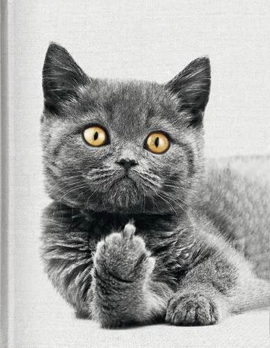 Cat ~  ~  9783959292054