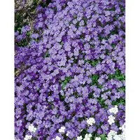 Aubrieta x cultorum 'Tauricola' – Violettes Blaukissen im 9x9 cm Topf - Das Aubrieta ‘Tauricola’ ist ideal für Steingärten und Beetränder. Mit seinen dichten, wintergrünen Teppichen und leuchtenden violetten Blüten bringt es früh im Jahr Farbe und ist pflegeleicht.