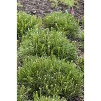 Pflanzen für Dich Konifere Pinus mugo mughus - Ziergehölz, kompakte, immergrüne Zwergkiefer mit alpinem Charakter, ideal für kleine Flächen und pflegeleichte Anlagen.