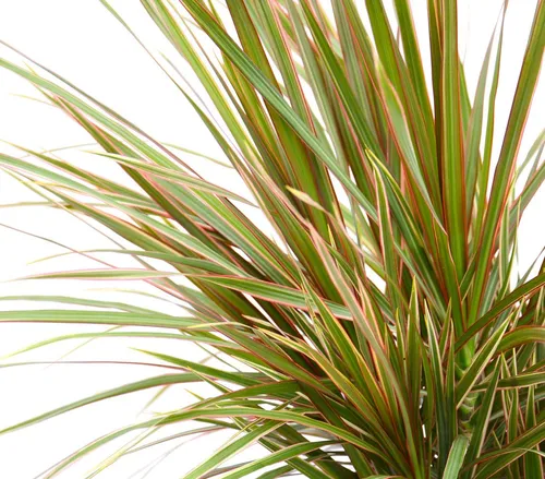 Dehner Drachenbaum Bicolor, Dracaena marginata