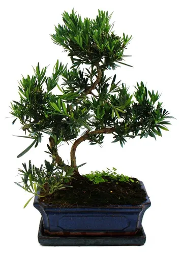 Exotenherz Bonsai Steineibe in grün von Exotenherz