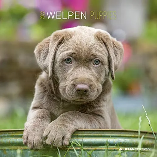 Welpen 2022 - Broschürenkalender 30x30 cm (30x60 geöffnet) - Kalender mit Platz für Notizen - Puppies - Hundekalender - Bildkalender - Wandkalender