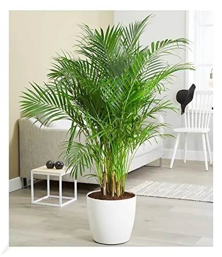 BALDUR Garten Areca Palme - Luftreinigende Zimmerpflanze - Zimmerblume mit tropischem Flair, ca. 120-130 cm hoch, pflegeleicht und verbessert das Raumklima durch Luftreinigung.