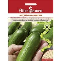 Dürr Samen Kindersorte Snackgurken Iznik F1 Saatgut