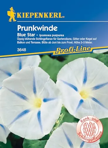 Kiepenkerl Blumensamen Prunkwinde (Ipomoea) blau Star, grün
