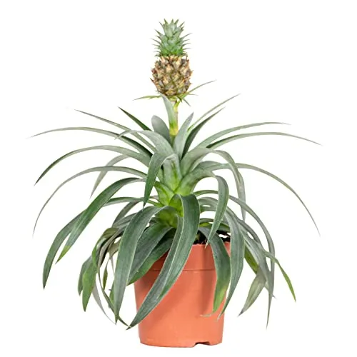 Bloomique - Ananas Comosus - Ananas Pflanze - Bromelien - Zimmerpflanzen - Luftreinigend - Höhe 30-40 cm - Topf 12 cm