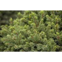 Picea Glauca Echiniformis - Kompakte Zwergfichte 20–25 cm - Die Picea glauca ‘Echiniformis’ ist eine pflegeleichte, kompakte Konifere mit edler, kissenartiger Form. Ideal für Steingärten und Kübelpflanzungen, sorgt sie ganzjährig für Struktur und ist ein echter Blickfang.