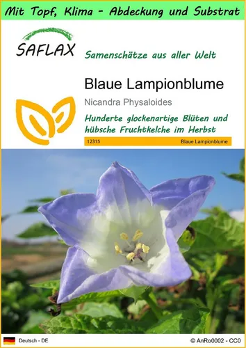 SAFLAX Blumensamen SAFLAX - Blaue Lampionblume - 100 Samen