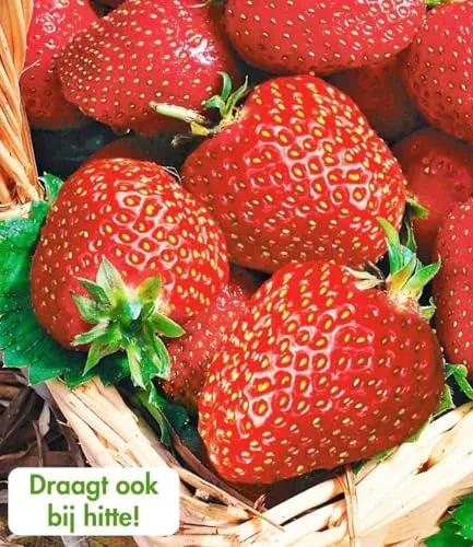 BALDUR-Garten Pflanzen von BALDUR-Garten