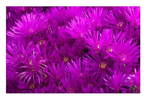 Stk - 15x Delosperma lydenburgense Mittagsblume Winterhart Pflanzen - Samen B2034 - Seeds & Plants Shop by Ipsa